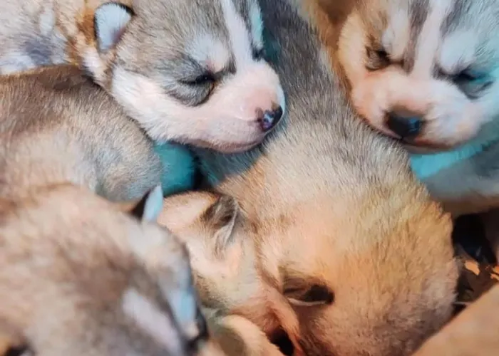 Le Ranch Normand Les Cresnays