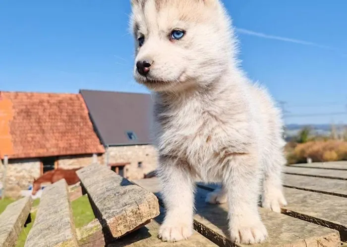 Le Ranch Normand * Les Cresnays